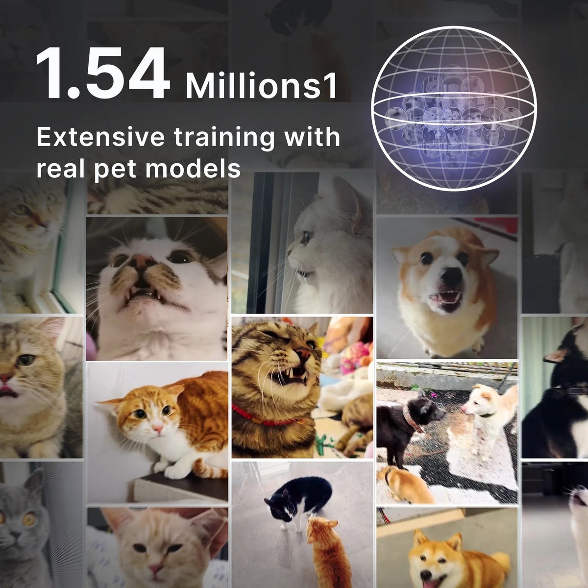 Petti chat pet trnslator